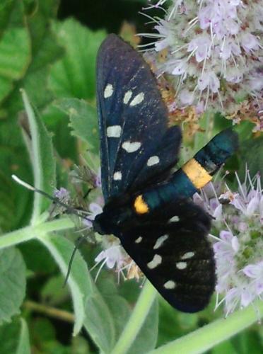 Amata phegea